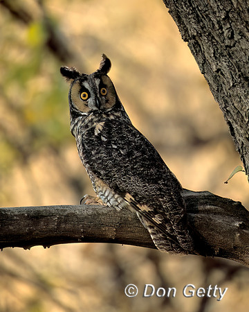 Long-eared Owl