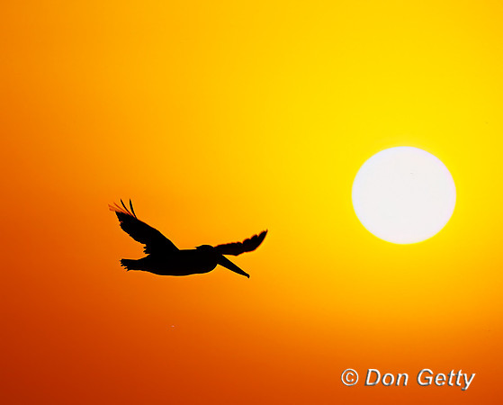 Brown Pelican