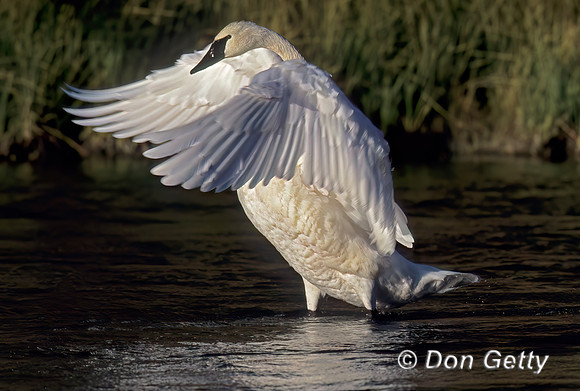 Trumpeter Swan