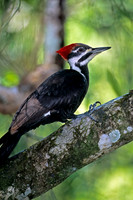 Pileated Woodpecker