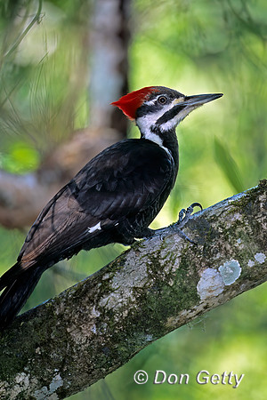 Pileated Woodpecker