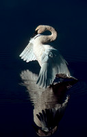 Swan, Trumpeter