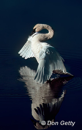 Trumpeter Swan