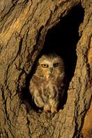 Northern Saw-whet Owl