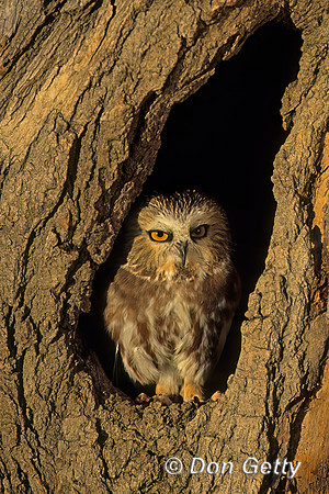 Northern Saw-whet Owl