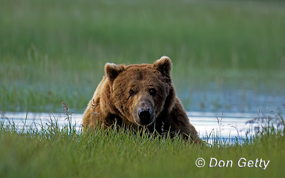 Brown Bear