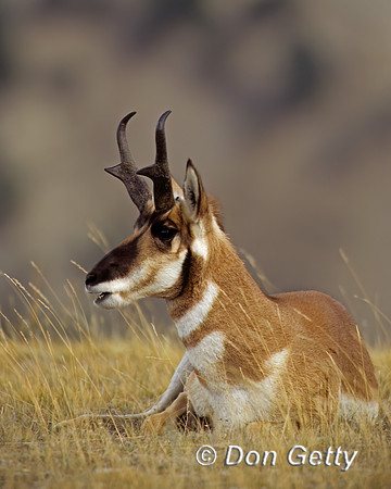 Pronghorn