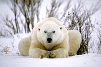 Polar Bear