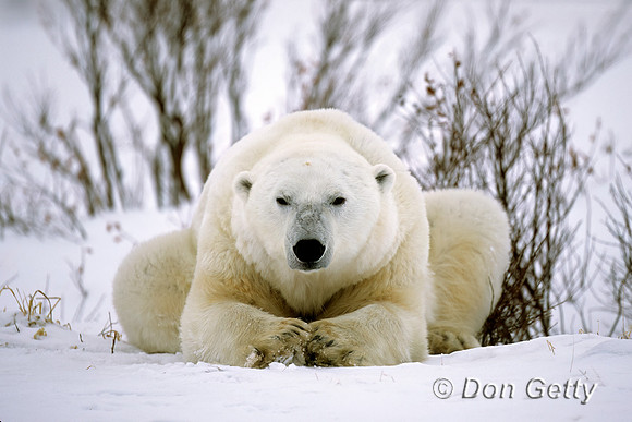 Polar Bear