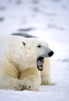 Polar Bear