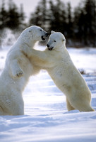 Canada, Churchill, Manitoba