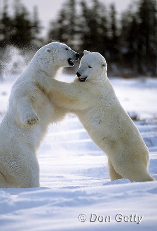 Polar Bear