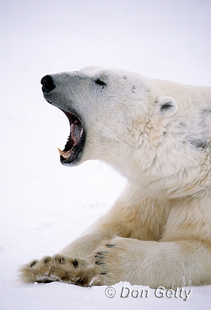 Polar Bear
