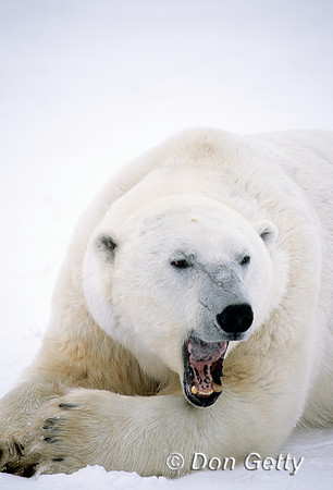 Polar Bear
