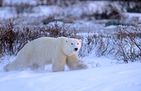 Polar Bear