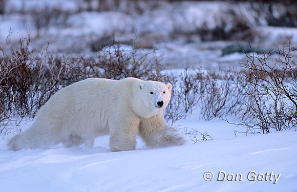 Polar Bear