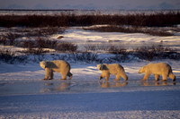 Polar Bear