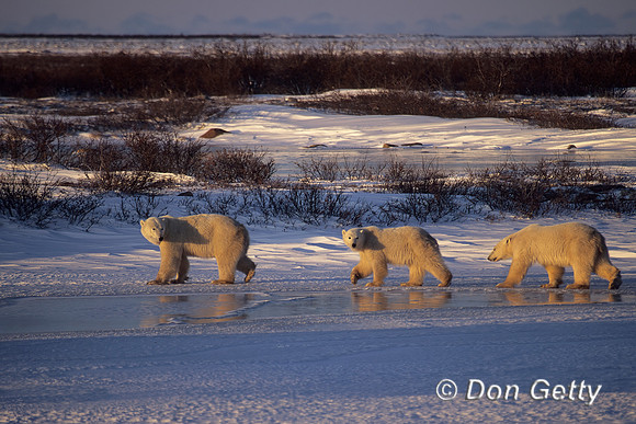 Polar Bear