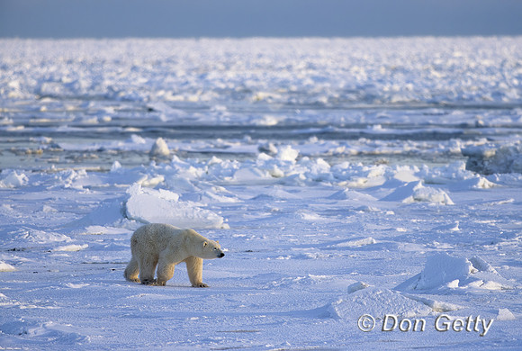 Polar Bear