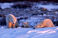 Polar Bear