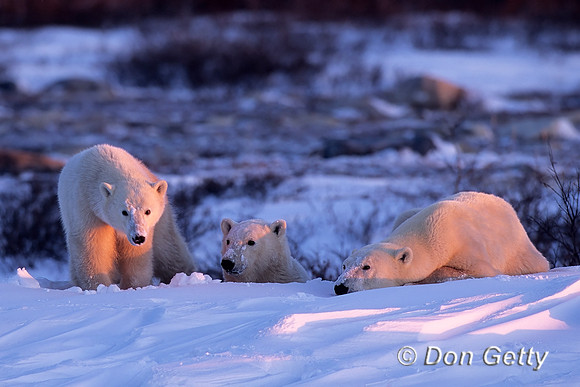 Polar Bear