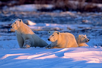 Polar Bear