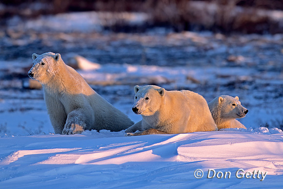 Polar Bear