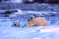 Polar Bear