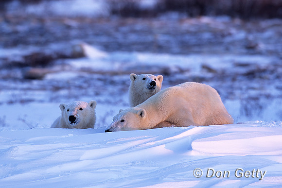 Polar Bear