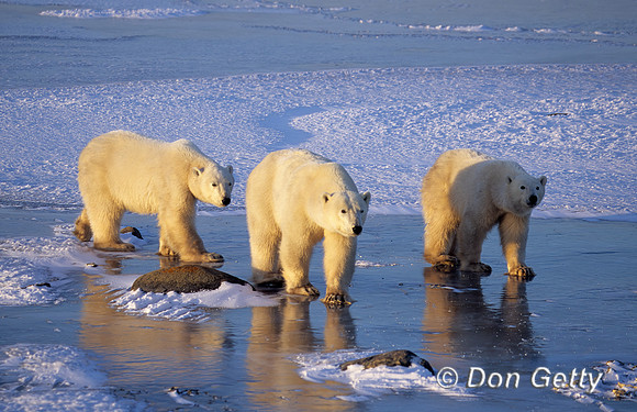 Polar Bear