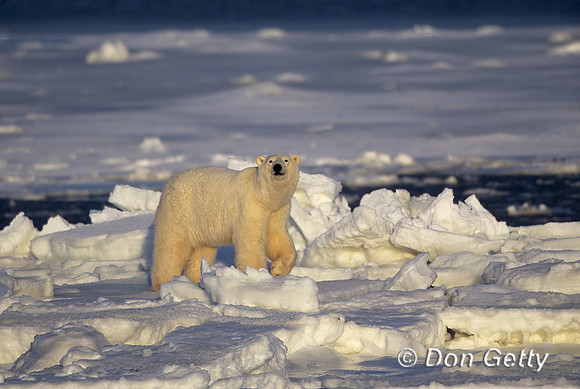 Polar Bear