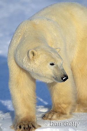 Polar Bear