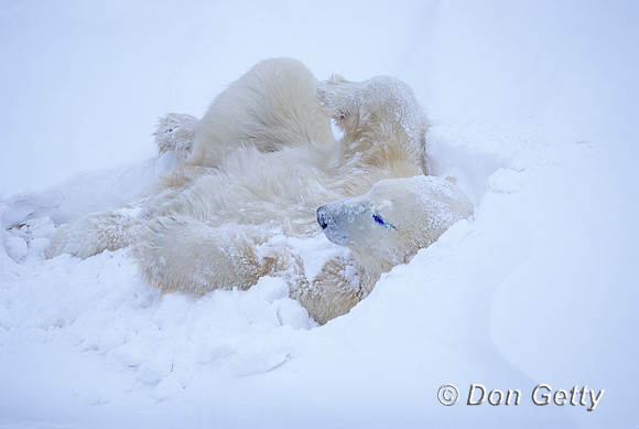 Polar Bear