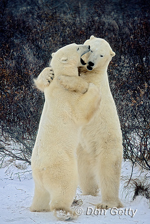 Polar Bear