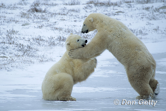 Polar Bear