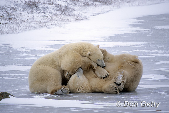 Polar Bear
