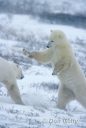 Polar Bear