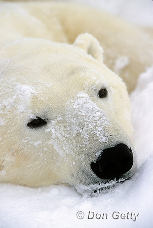 Polar Bear