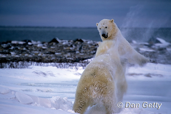 Polar Bear