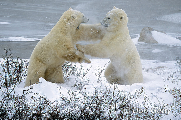 Polar Bear