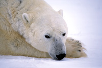 Polar Bear