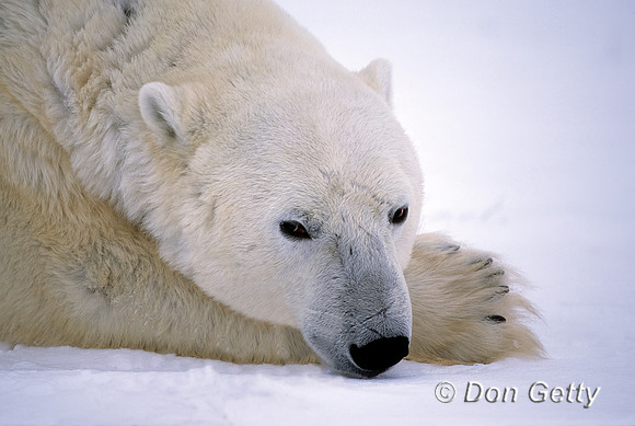 Polar Bear