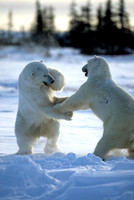 Polar Bear
