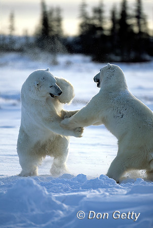 Polar Bear