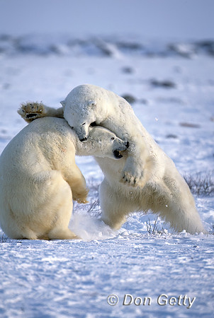 Polar Bear
