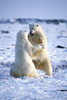 Polar Bear