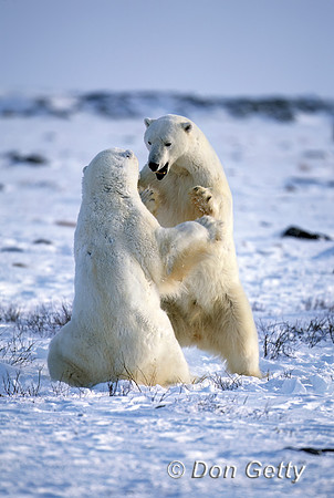 Polar Bear