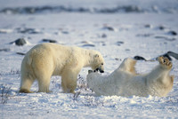 Polar Bear