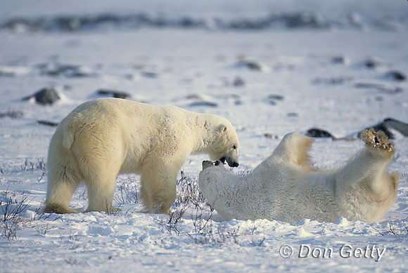 Polar Bear