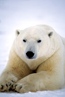 Polar Bear